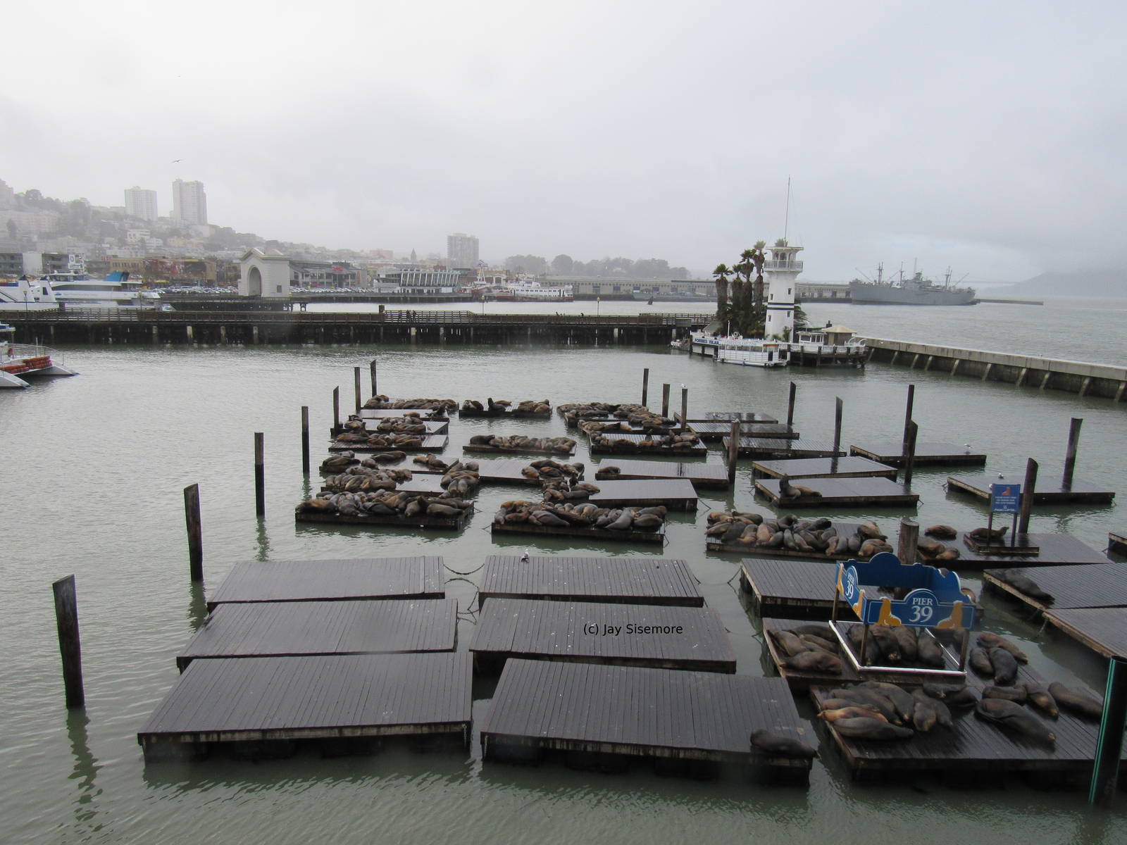 Wild Sea Lions- Pier 39