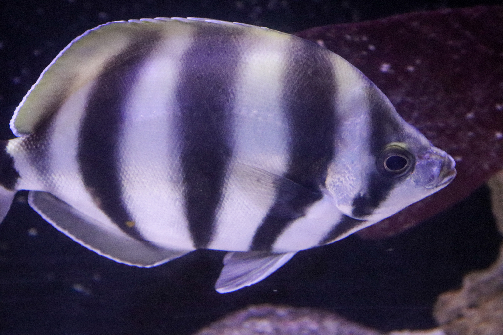 Wild Sea - Moonlighter (Tilodon sexfasciatus) - December 2018