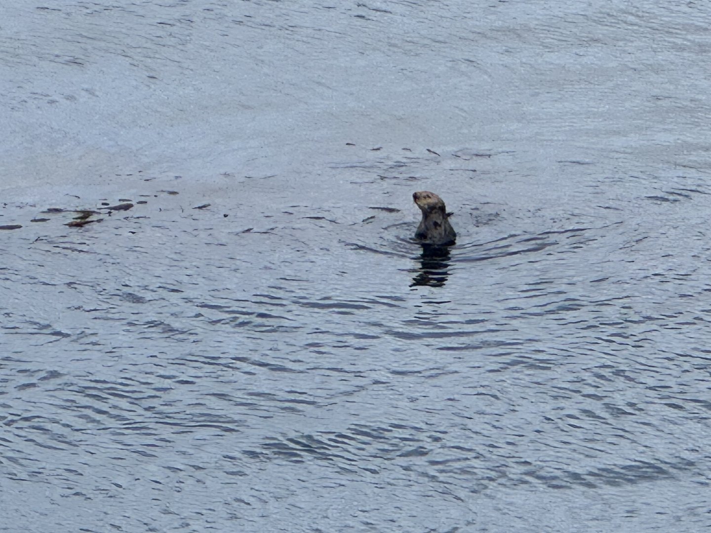 Wild Sea Otter