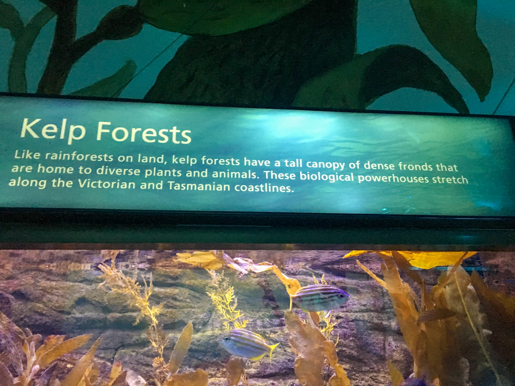 Wild Sea - Tank Signage - December 2018