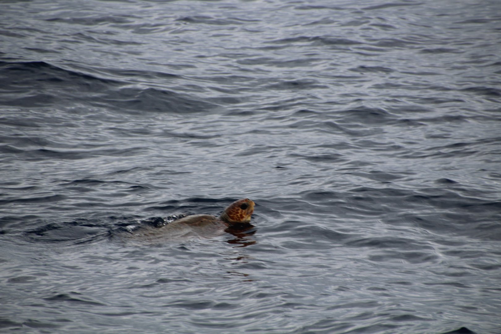 Wild Sea Turtle in Tenerife