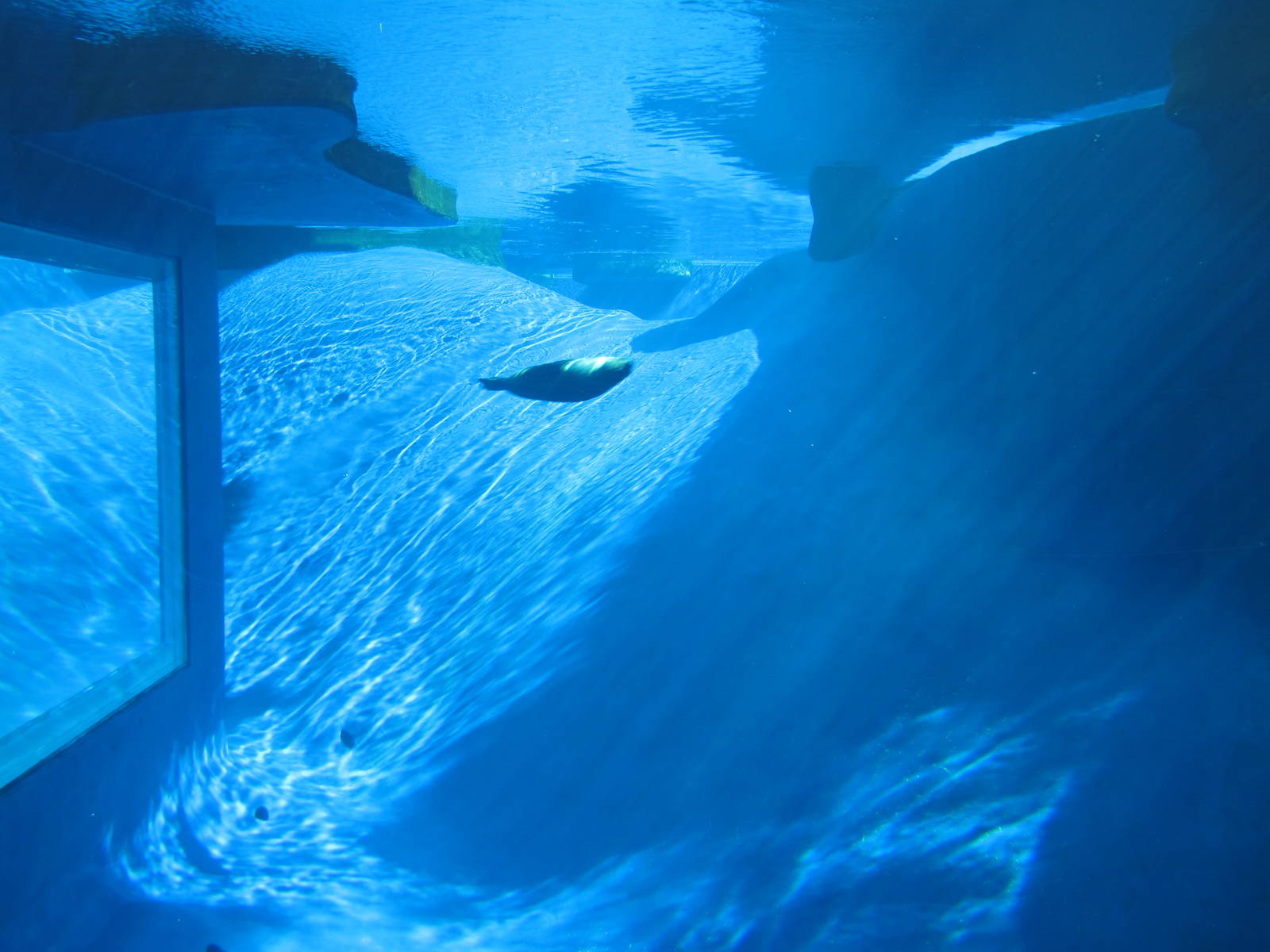 Wild Seas - Melbourne Zoo June 2013