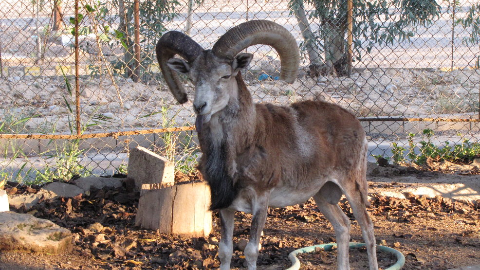 wild sheep iran(dezful zoo)