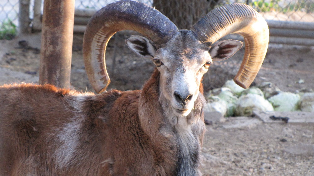 wild sheep iran(dezful zoo)