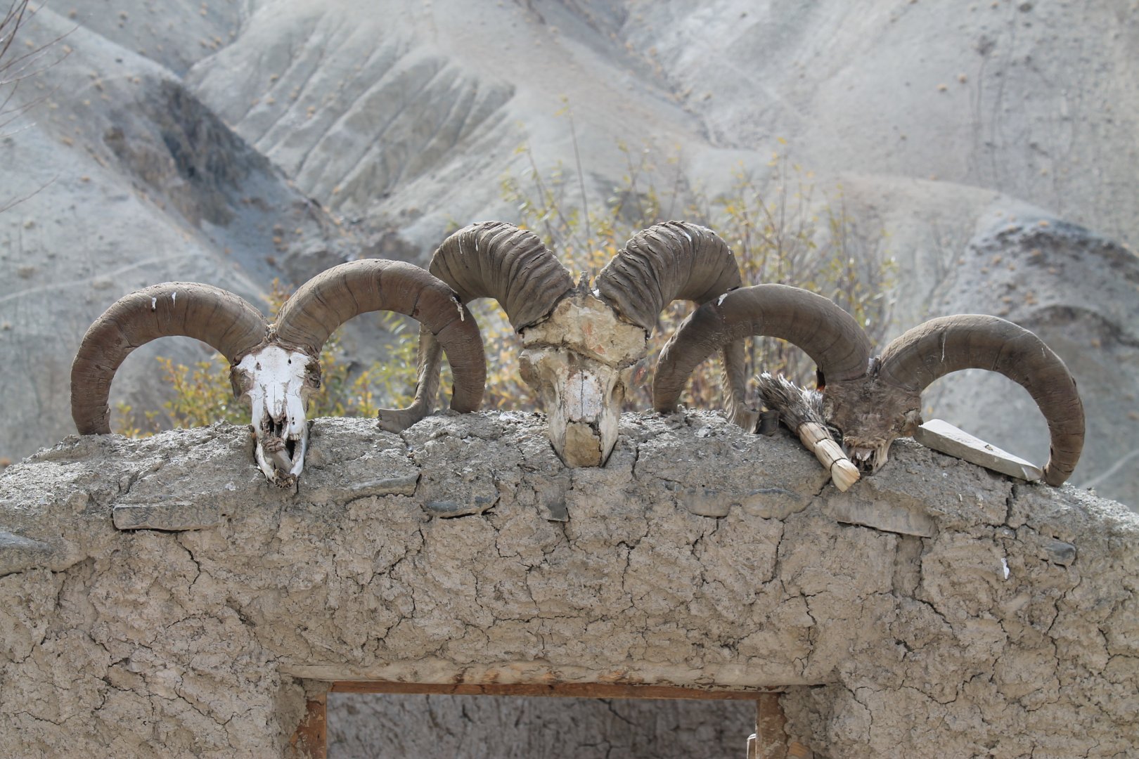 wild sheep skulls