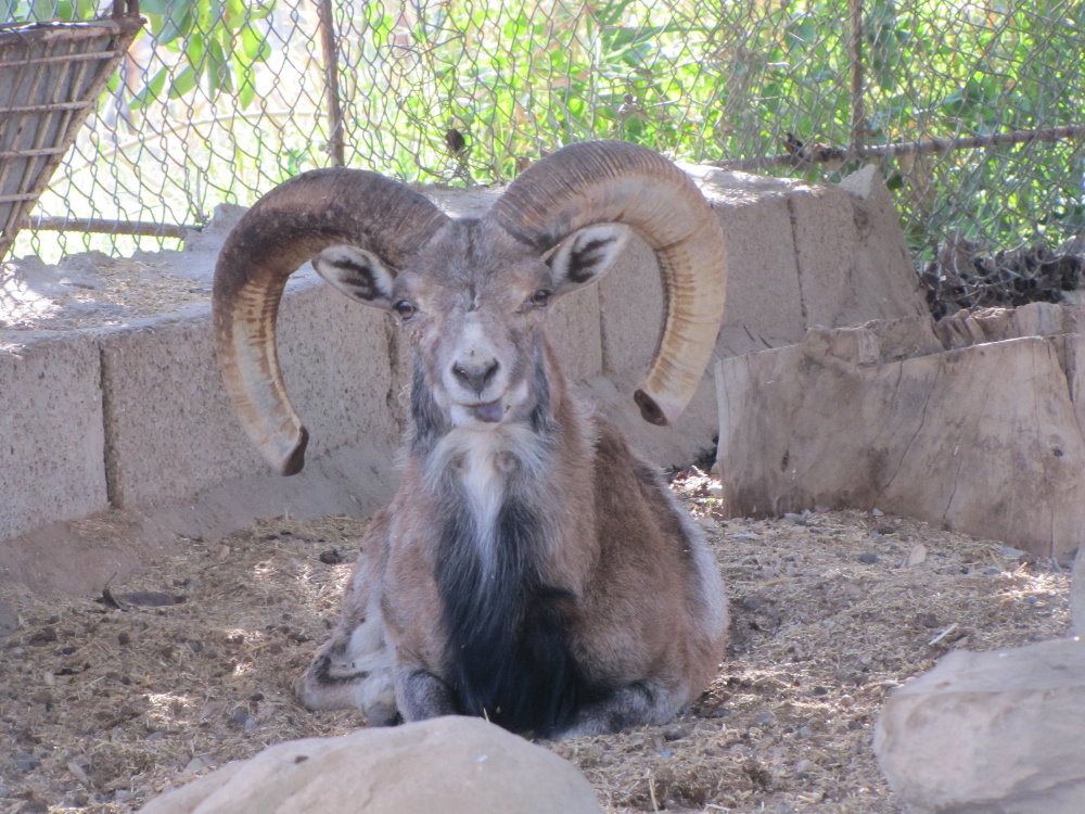 wild sheep
