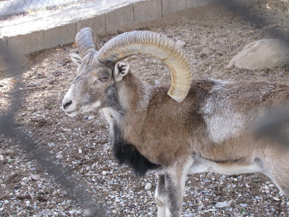 wild sheep4