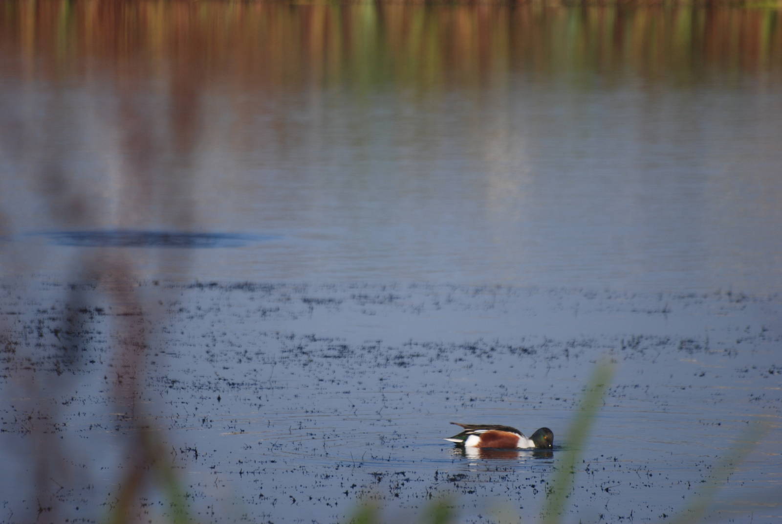Wild Shoveler at London WWT (Barnes), 15/11/11