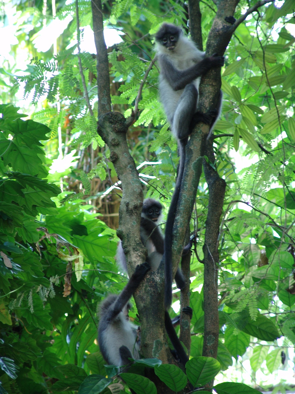Wild Silvered Leaf Monkey's (Trachypithecus cristatus) at Negara Zoo
