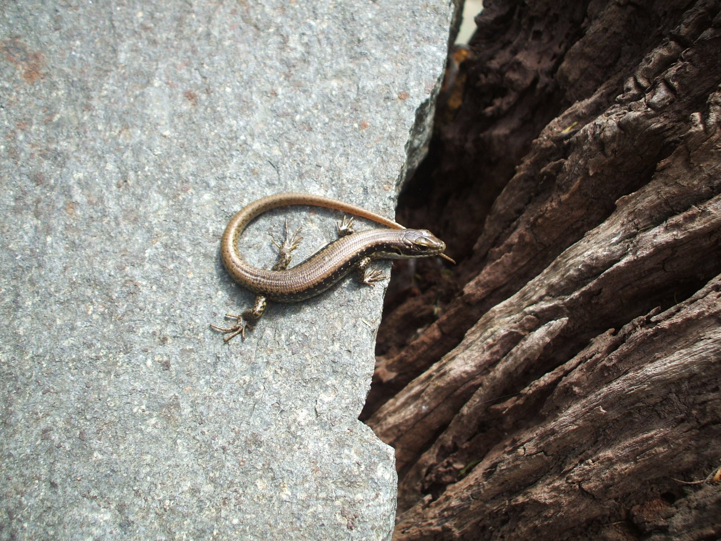 Wild Skink, 2010
