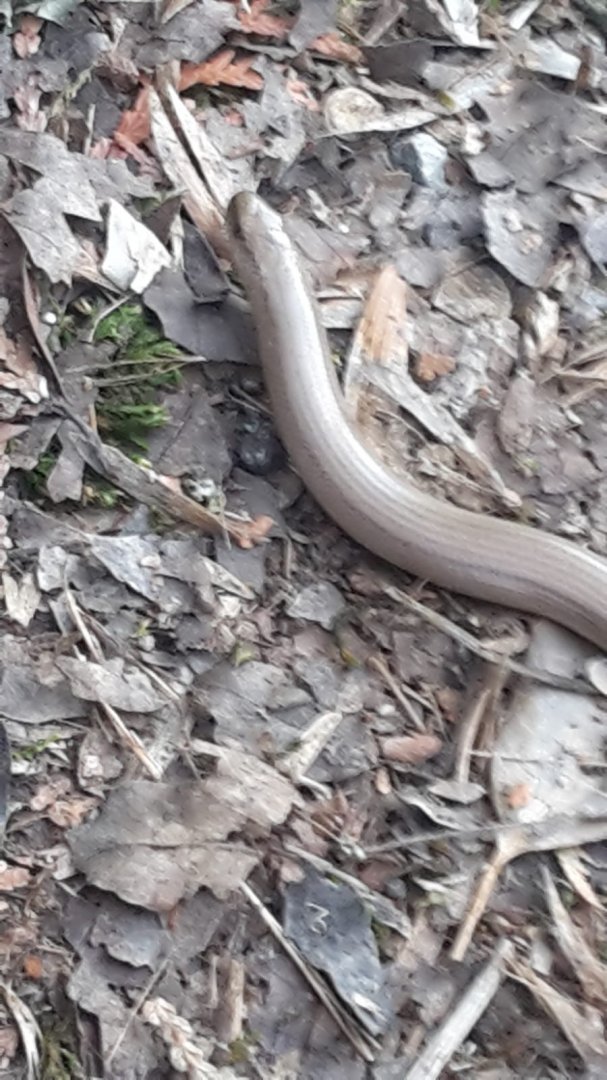 Wild slow worm