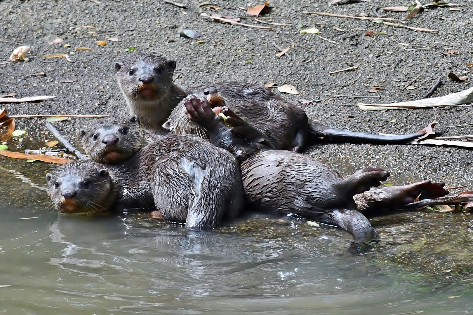 Wild Smooth-coated Otters (Lutrogale perspicillata)