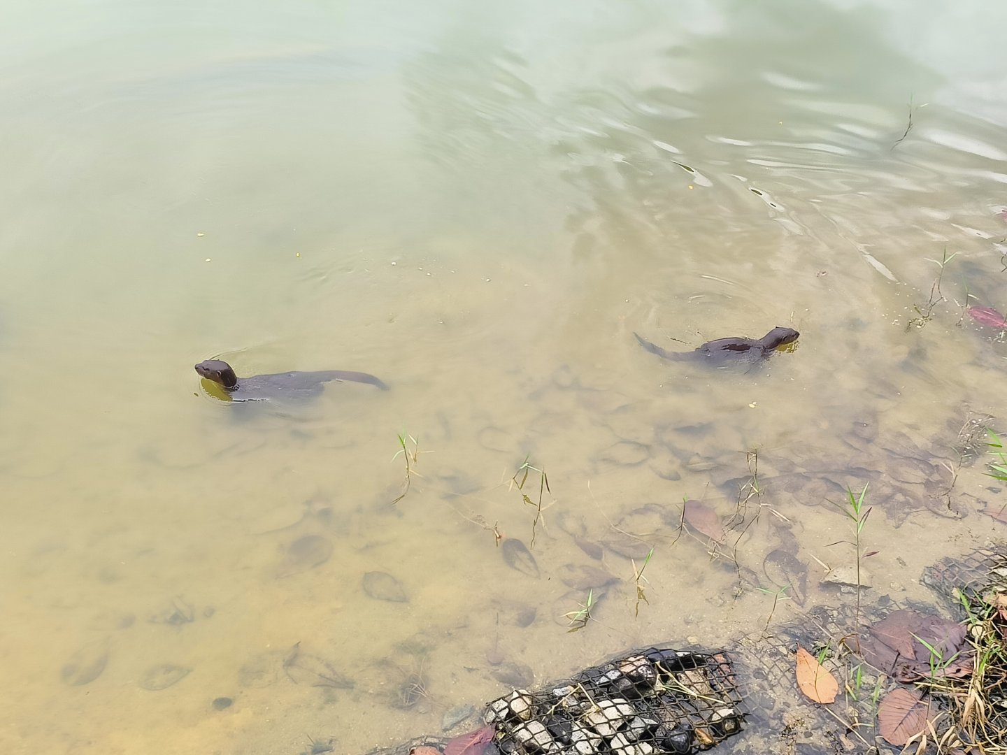 Wild Smooth-Coated Otters (Lutrogale perspicillata)