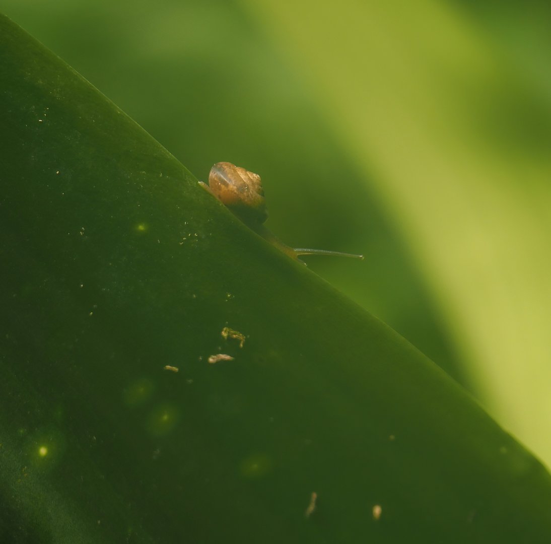 Wild snail in the Bush (species unknown), 2025-05-17