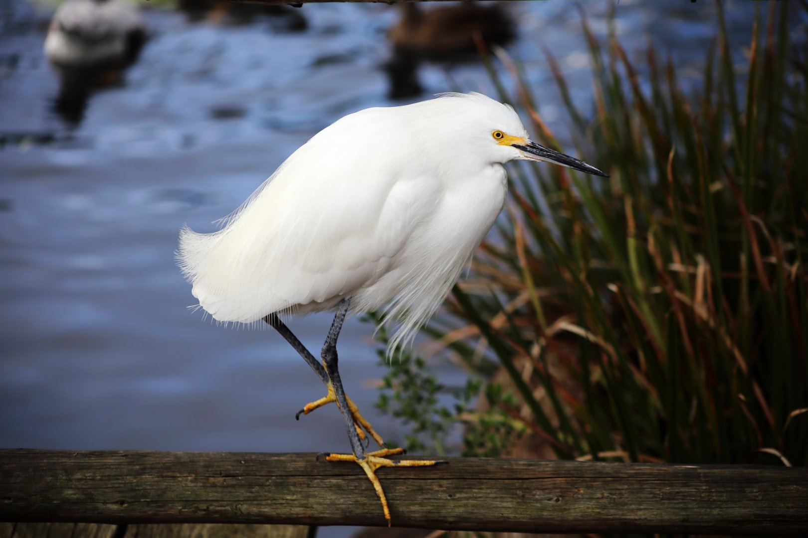 Wild Snowy Egret (Egretta thula)