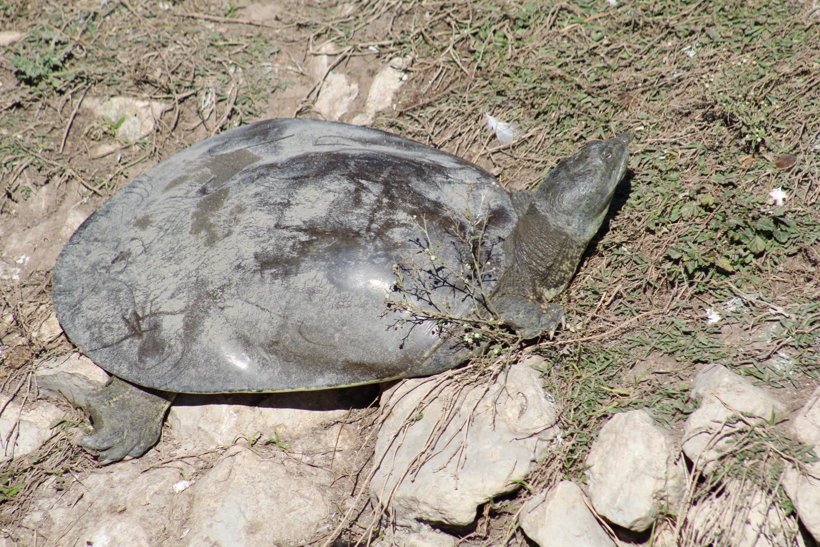(Wild?) Softshell Turtle ID?