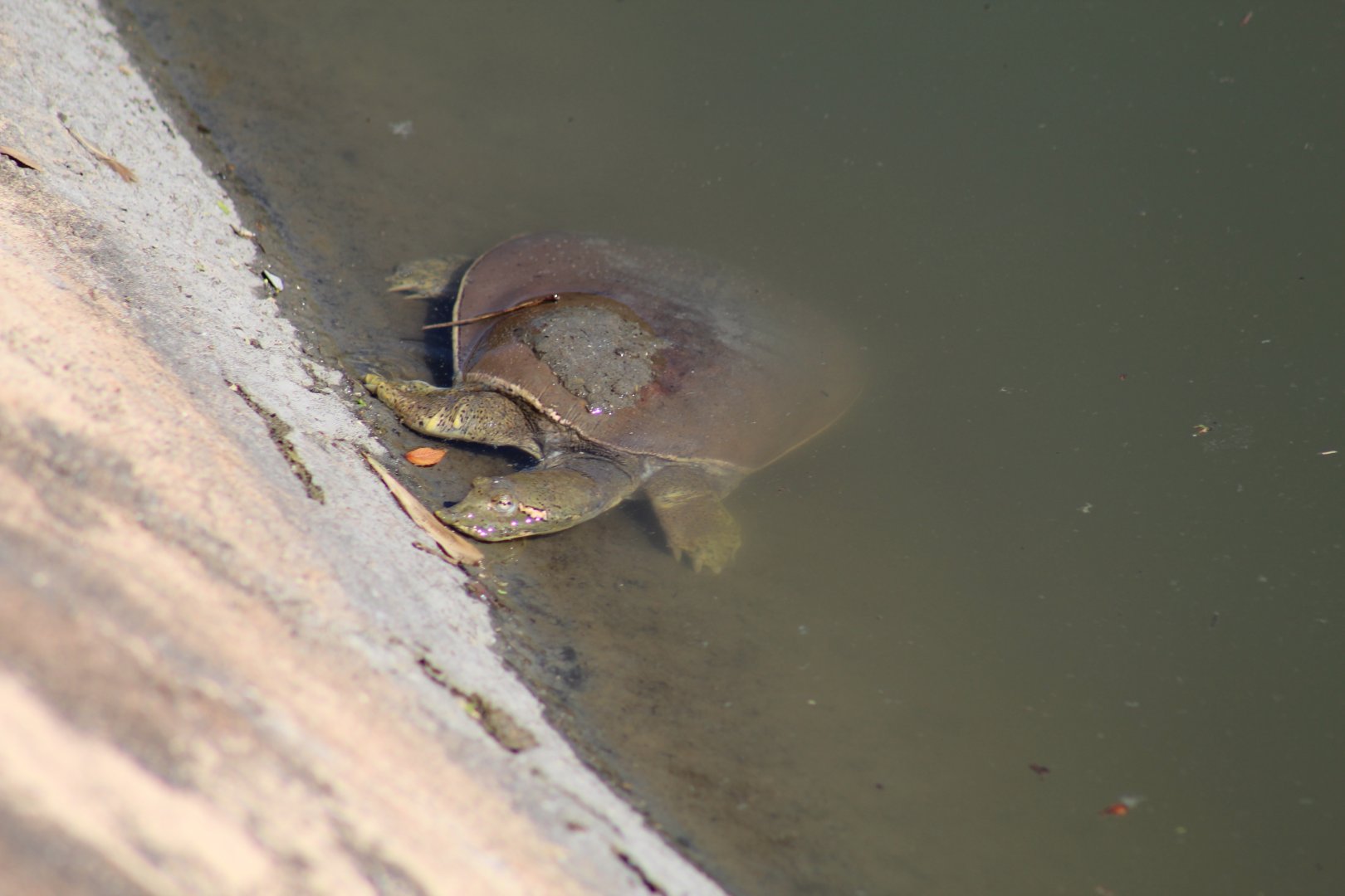 (Wild?) Softshell Turtle ID?