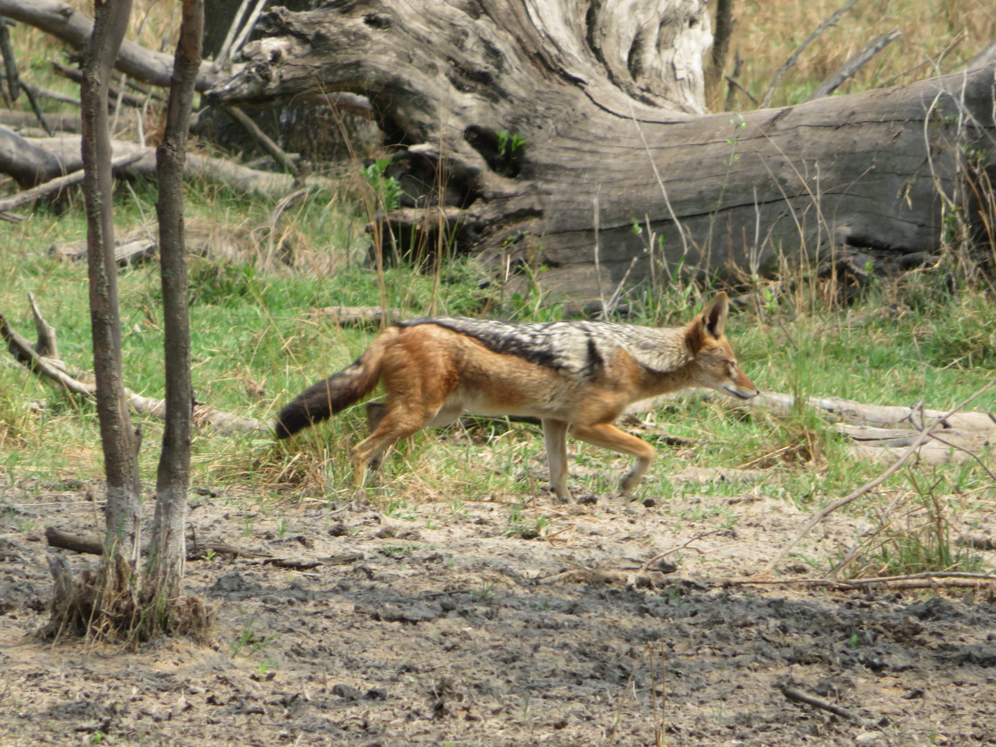 Wild Southern Black-backed Jackal (Canis mesomelas mesomelas) in the Safari Area