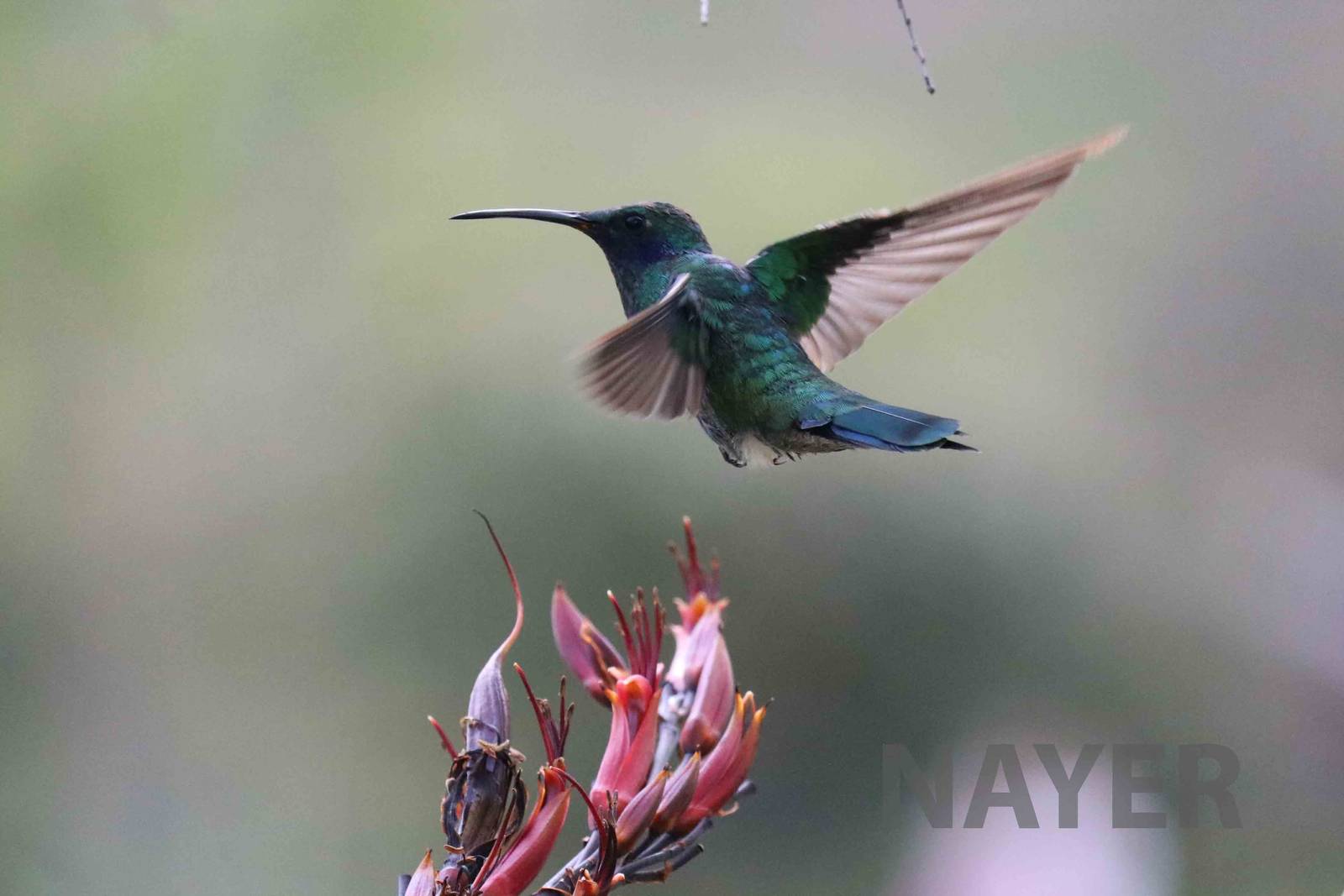 Wild sparkling violetear, March 2016