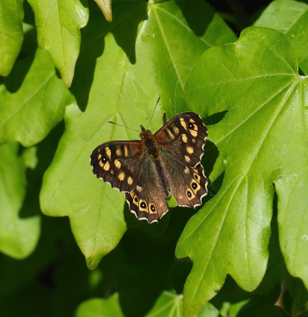 Wild Speckled wood butterfly (Pararge aegeria), 2023-04-30