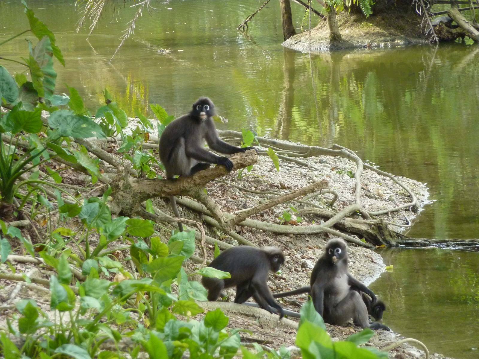 Wild spectacled langurs, May 2013
