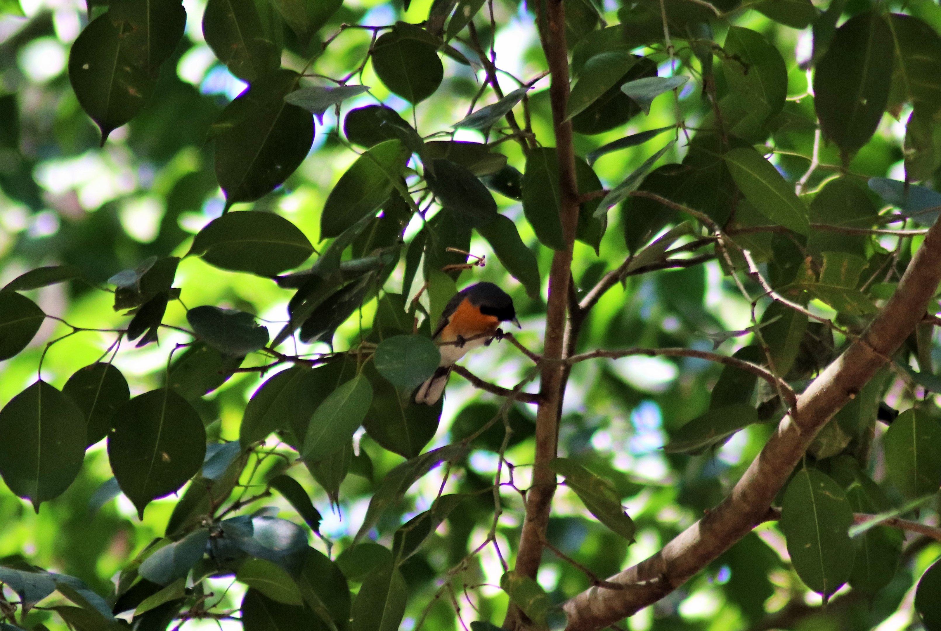 Wild Spectacled Monarch (Symposiachurus trivirgatus)