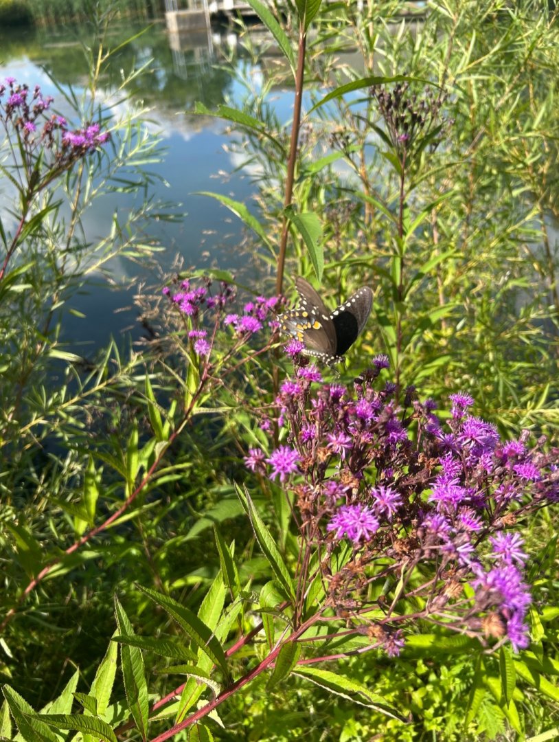 Wild Spicebush Swallowtail (Wolf Lake State Fish Hatchery, Mattawan, MI, 8/7/25)