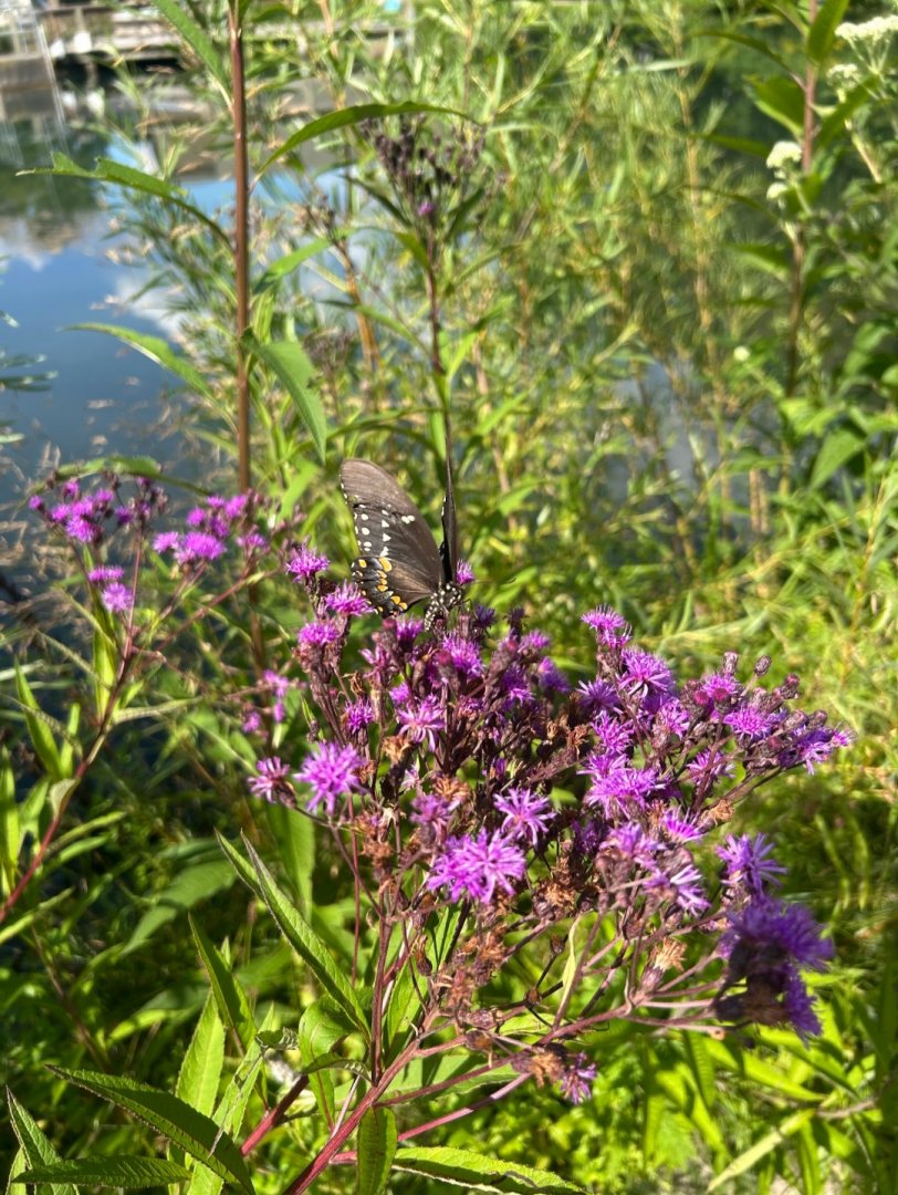 Wild Spicebush Swallowtail (Wolf Lake State Fish Hatchery, Mattawan, MI, 8/7/25)