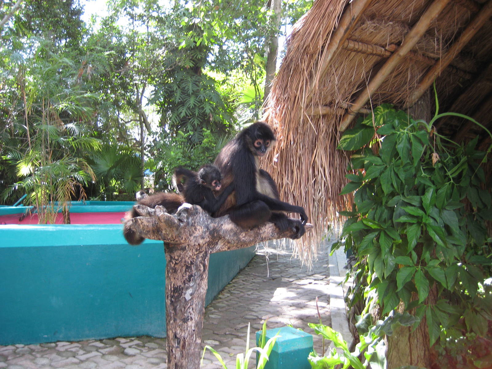 Wild spider monkey
