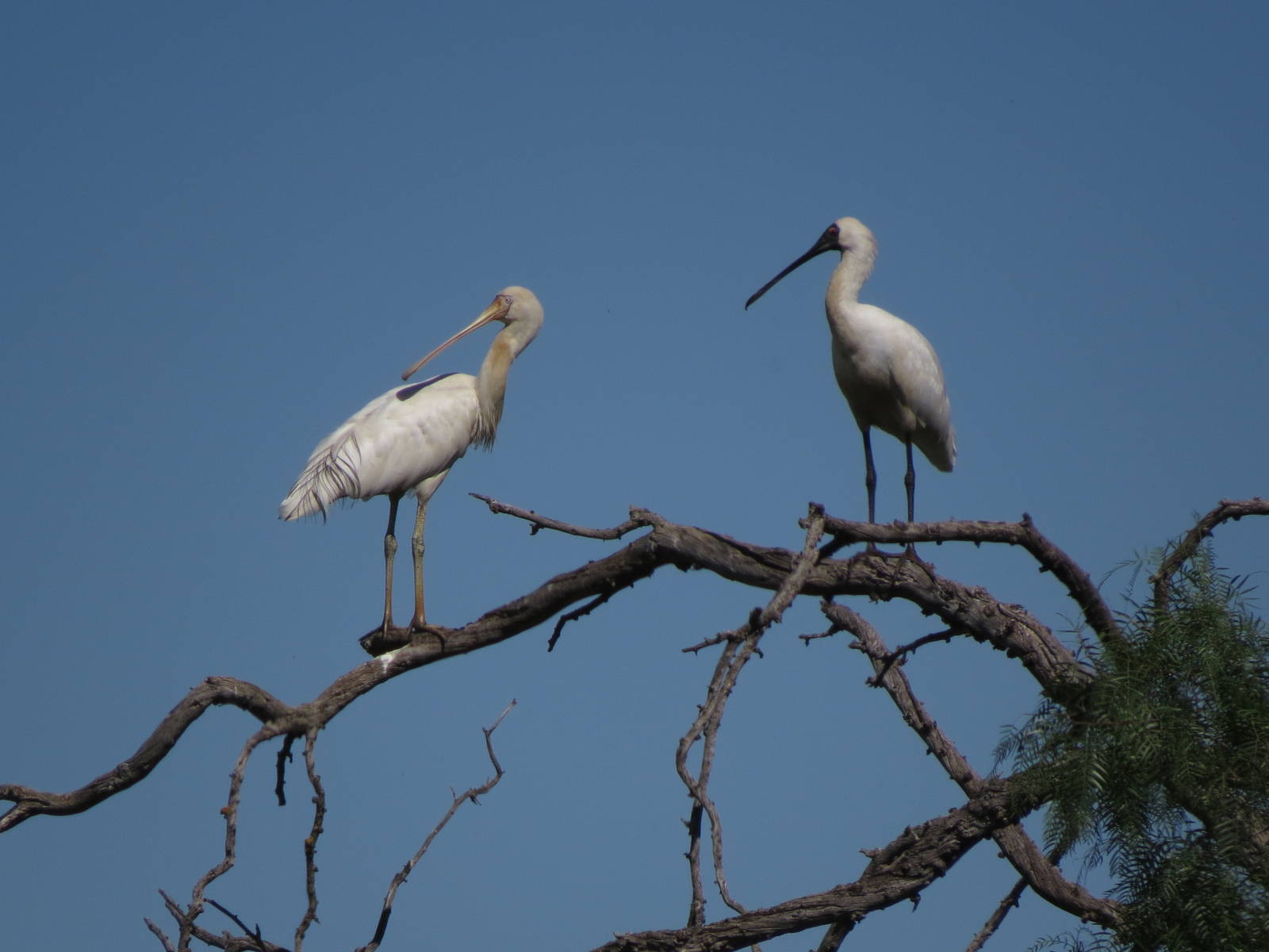 Wild Spoonbills