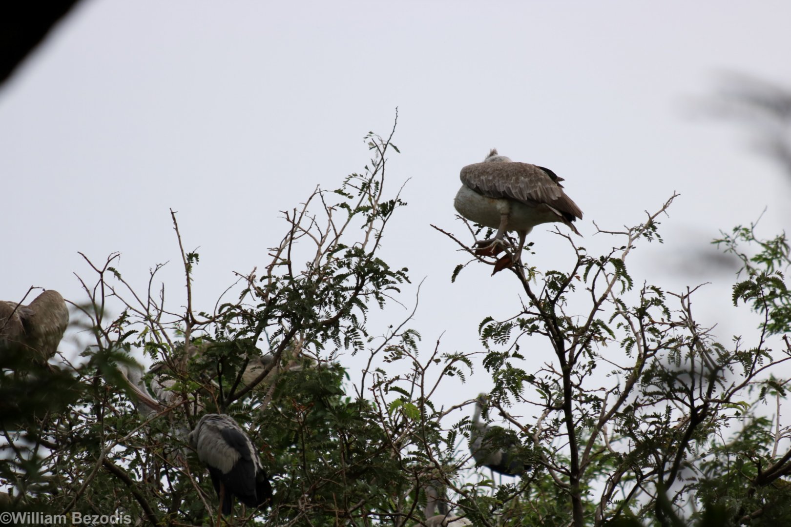 (wild) Spot-billed Pelicans in the Stork Colony