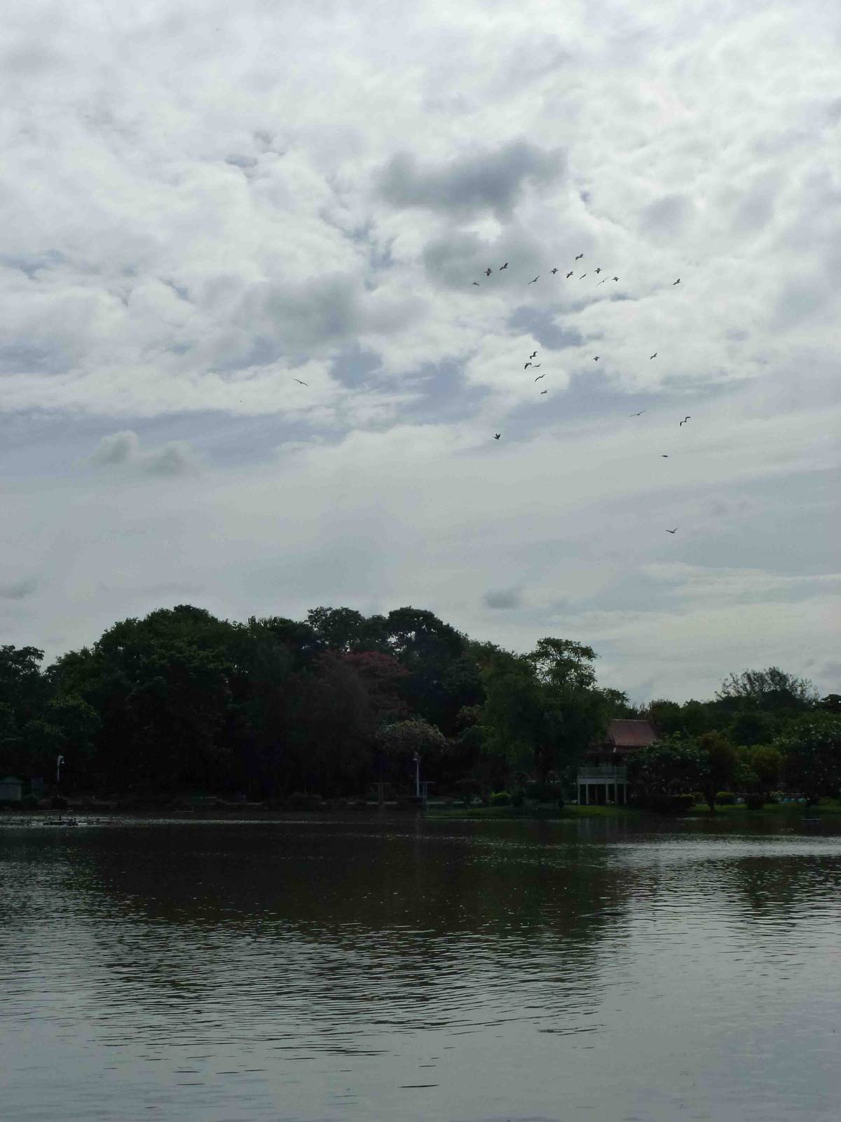Wild spot-billed pelicans over the lake, July 2013.
