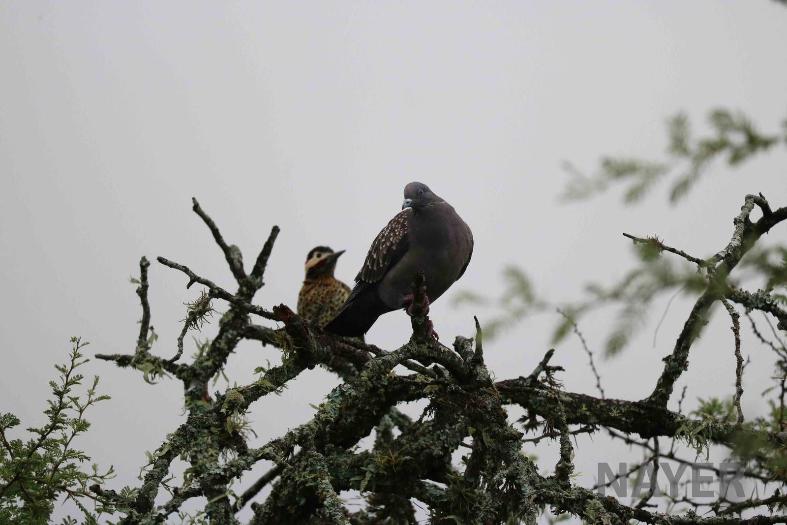 Wild spot-winged pigeon and golden-breasted woodpecker - Tatu Carreta, Apri