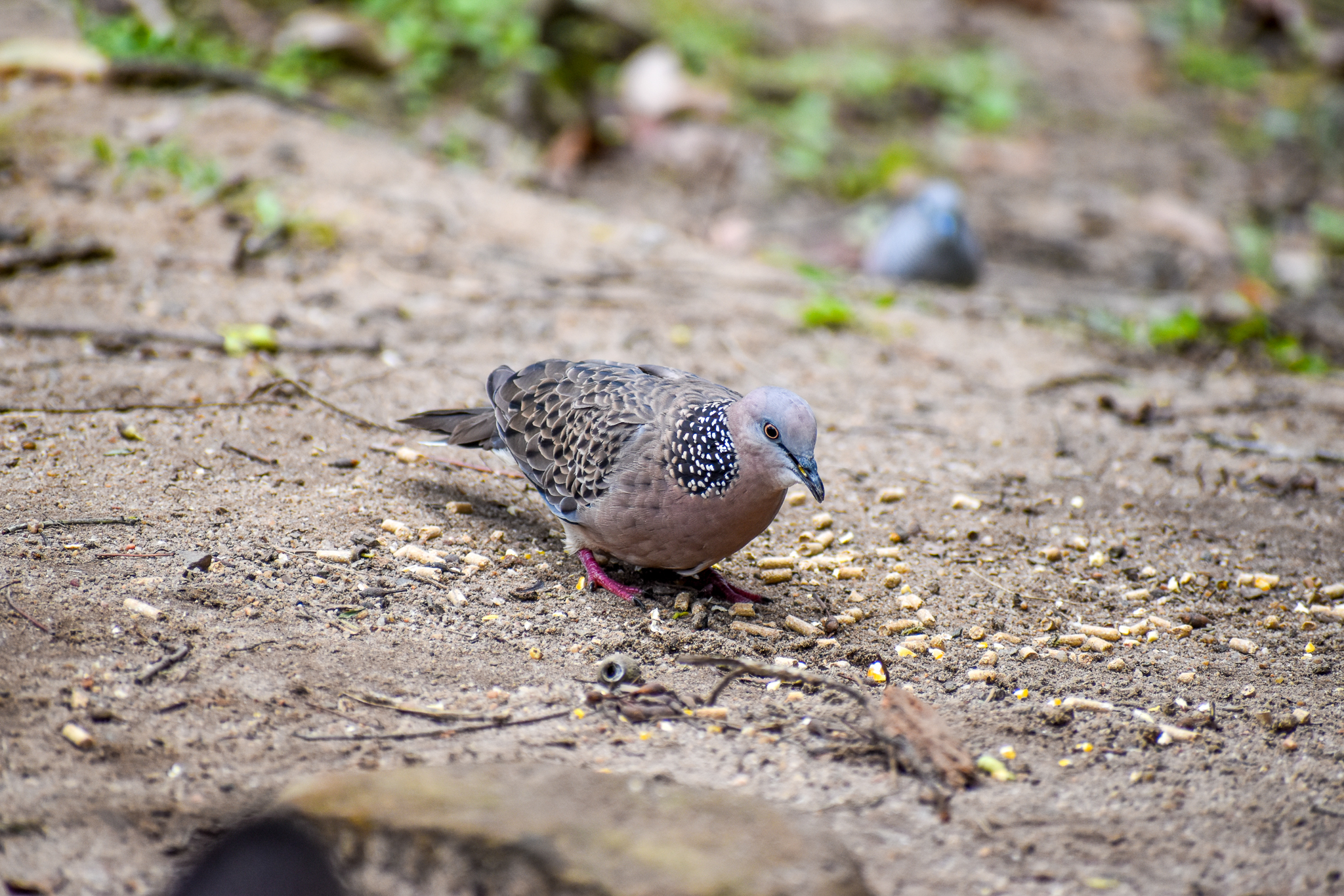 wild - Spotted Dove