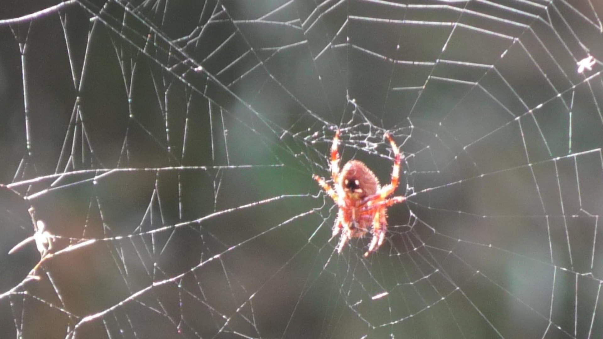 Wild Spotted Orbweaver (Neoscona crucifera)