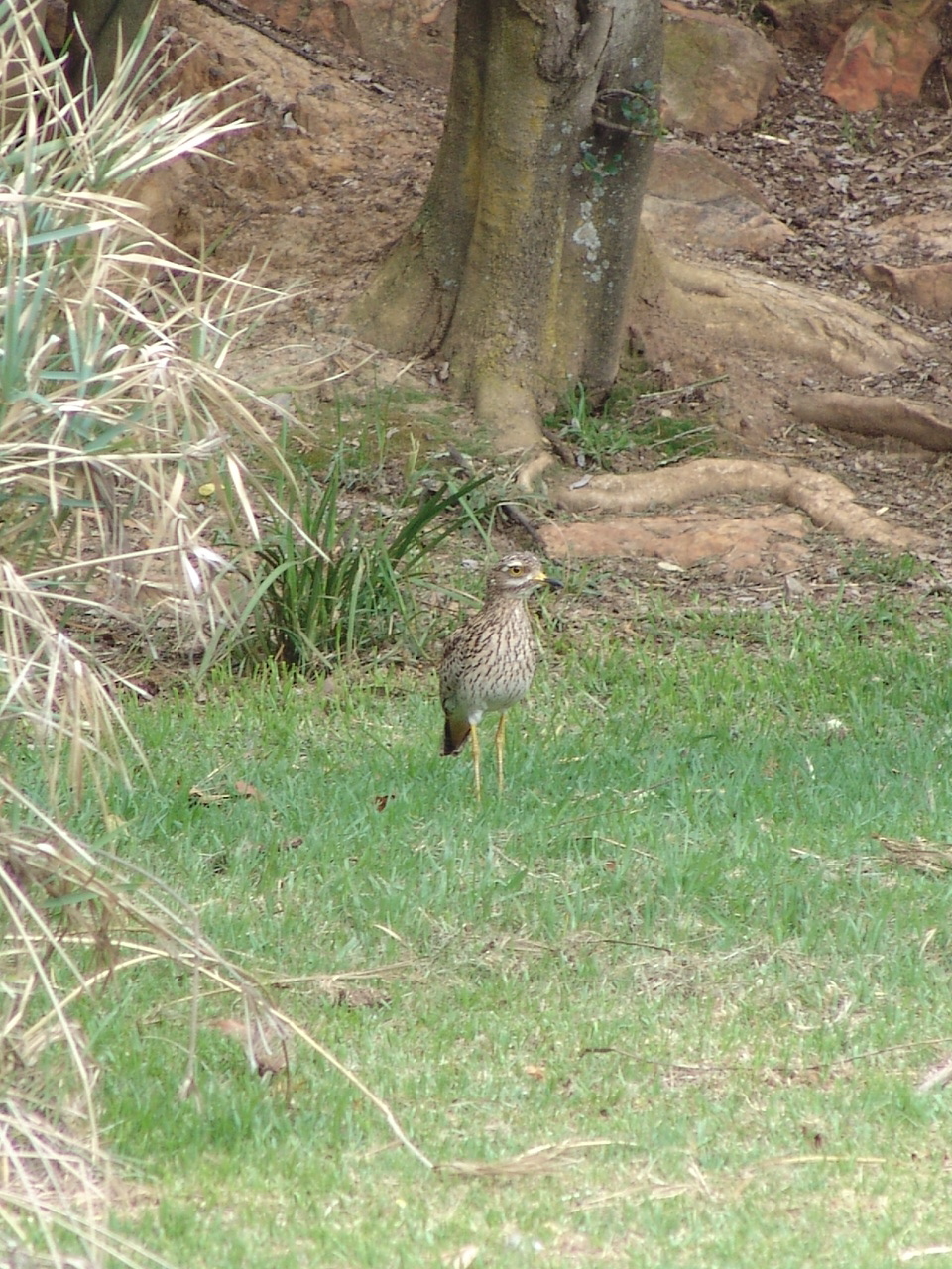 Wild Spotted Thick-knee (Burhinus capensis)