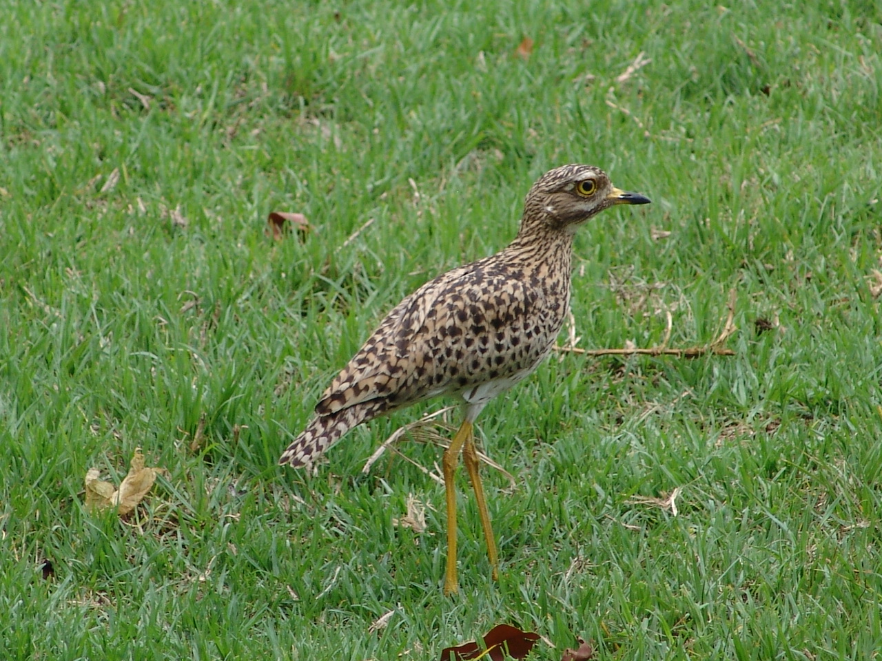 Wild Spotted Thick-knee (Burhinus capensis)