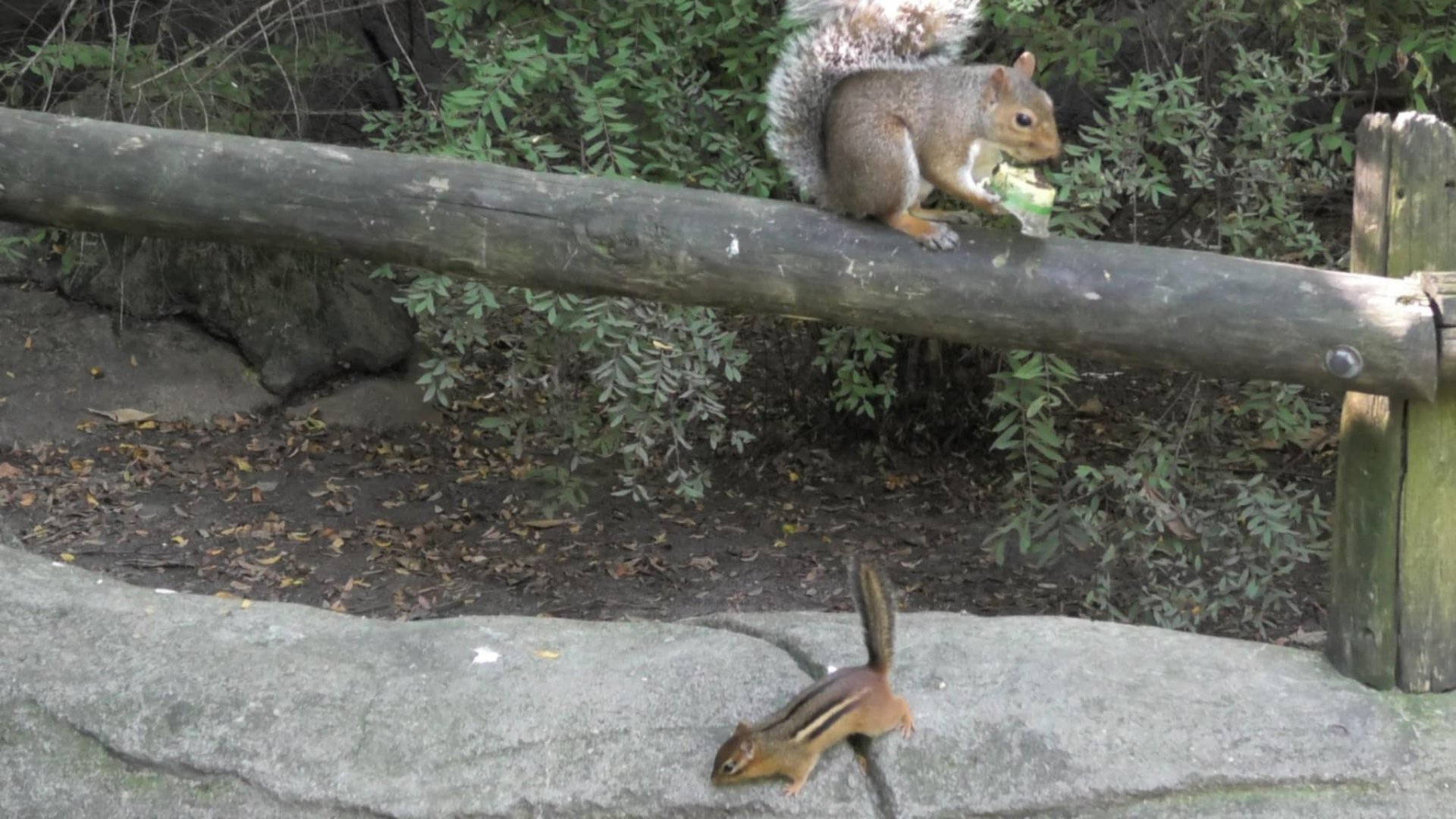 Wild squirrel and chipmunk hanging out together