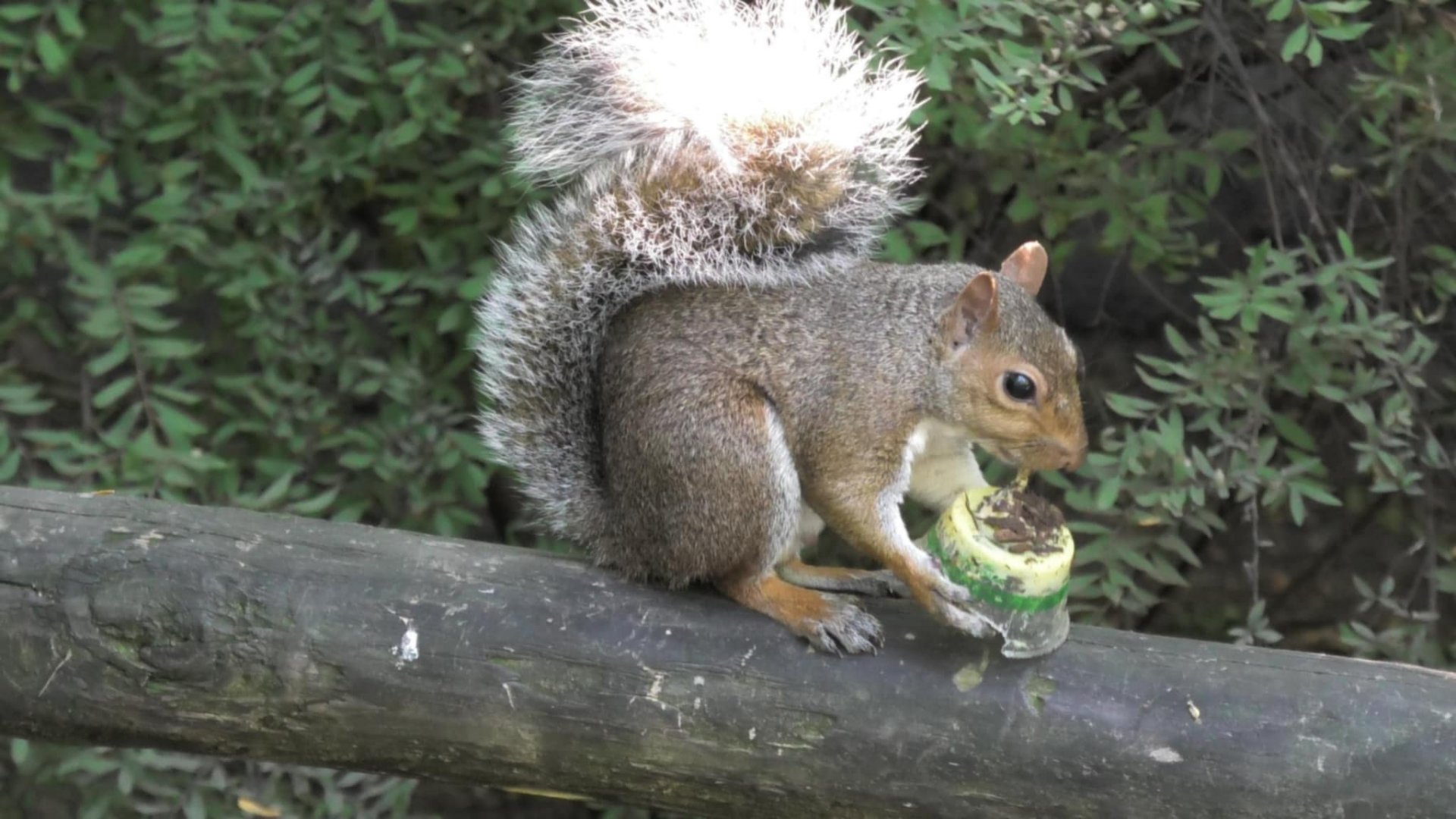 Wild squirrel eating something