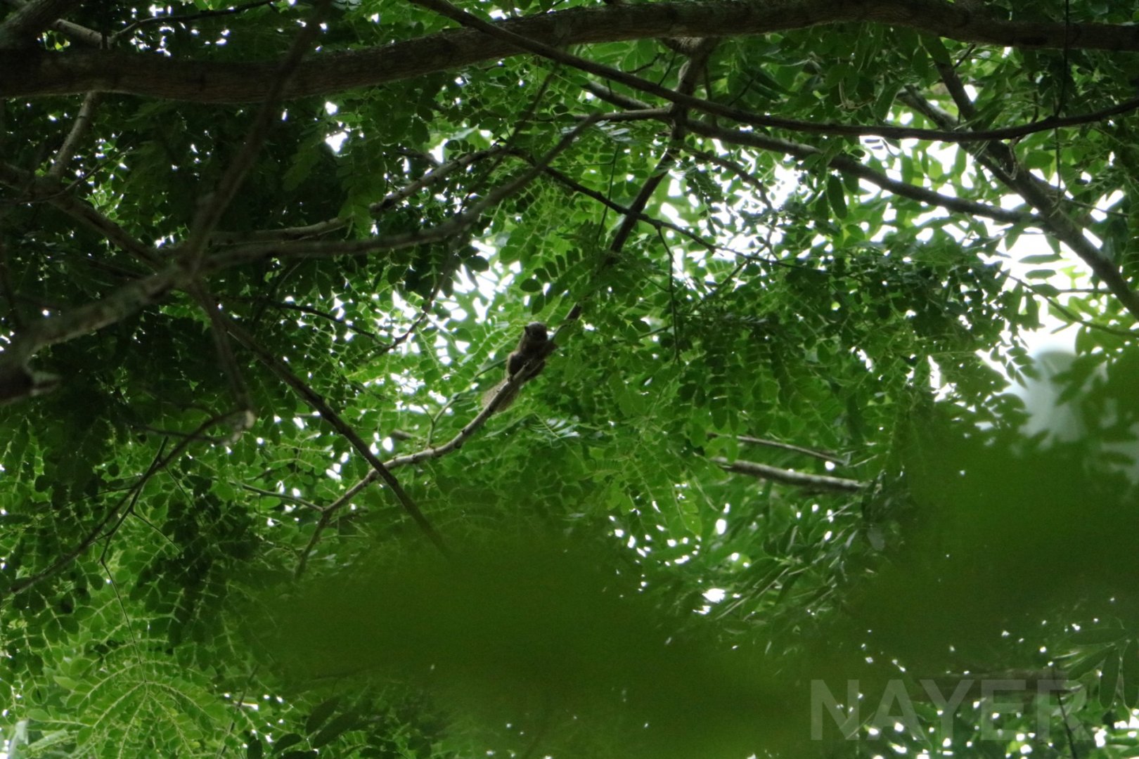 Wild  squirrel, June 2016