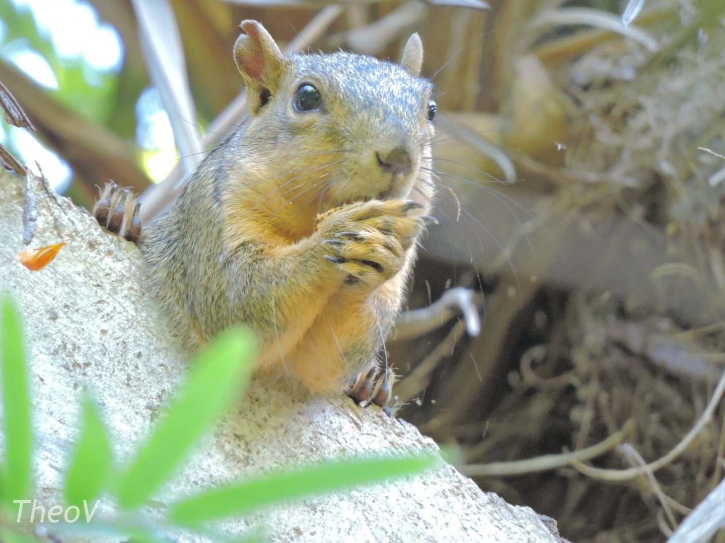 Wild squirrel  - Scripps Aviary [2015]