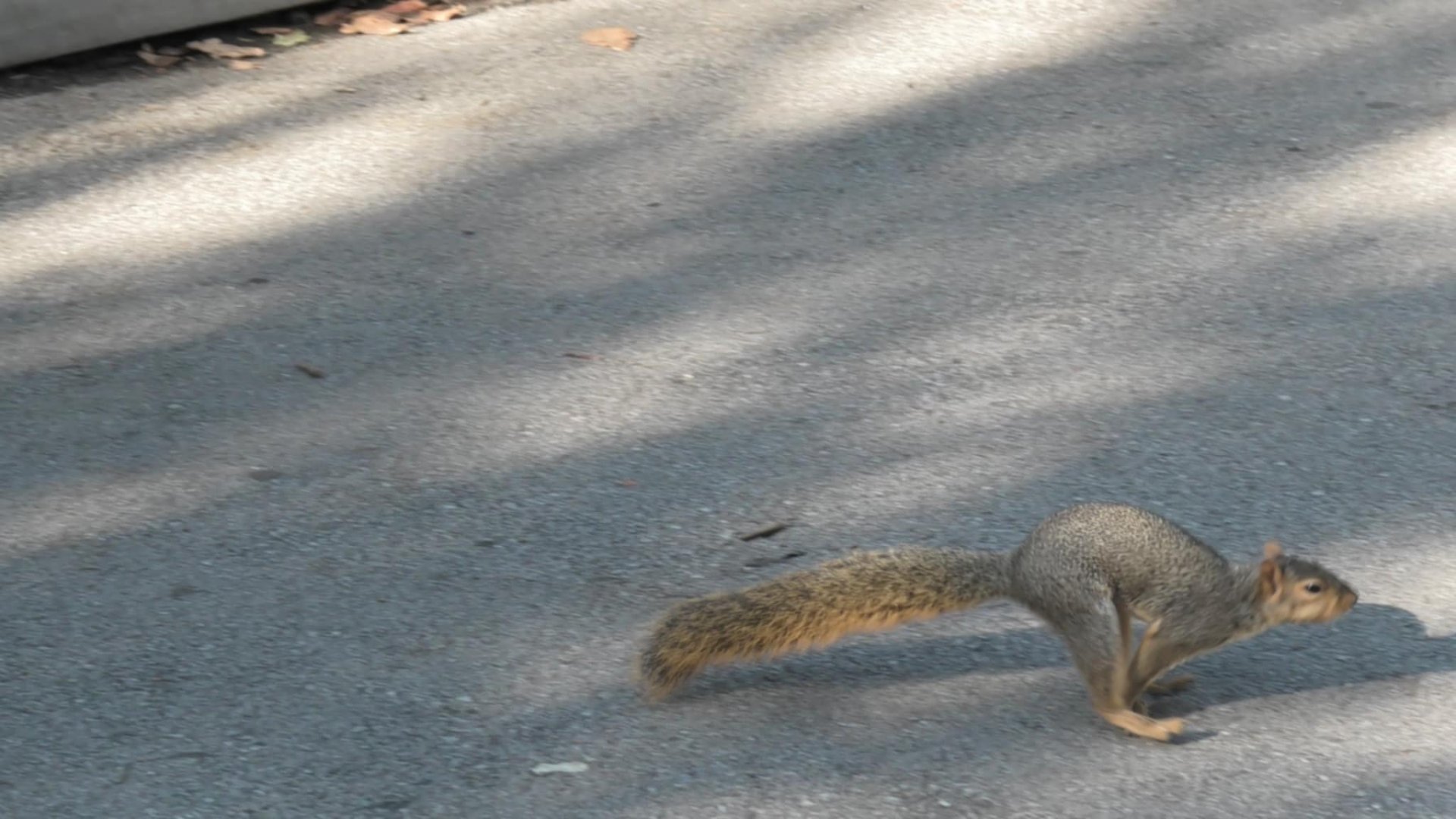 Wild squirrel