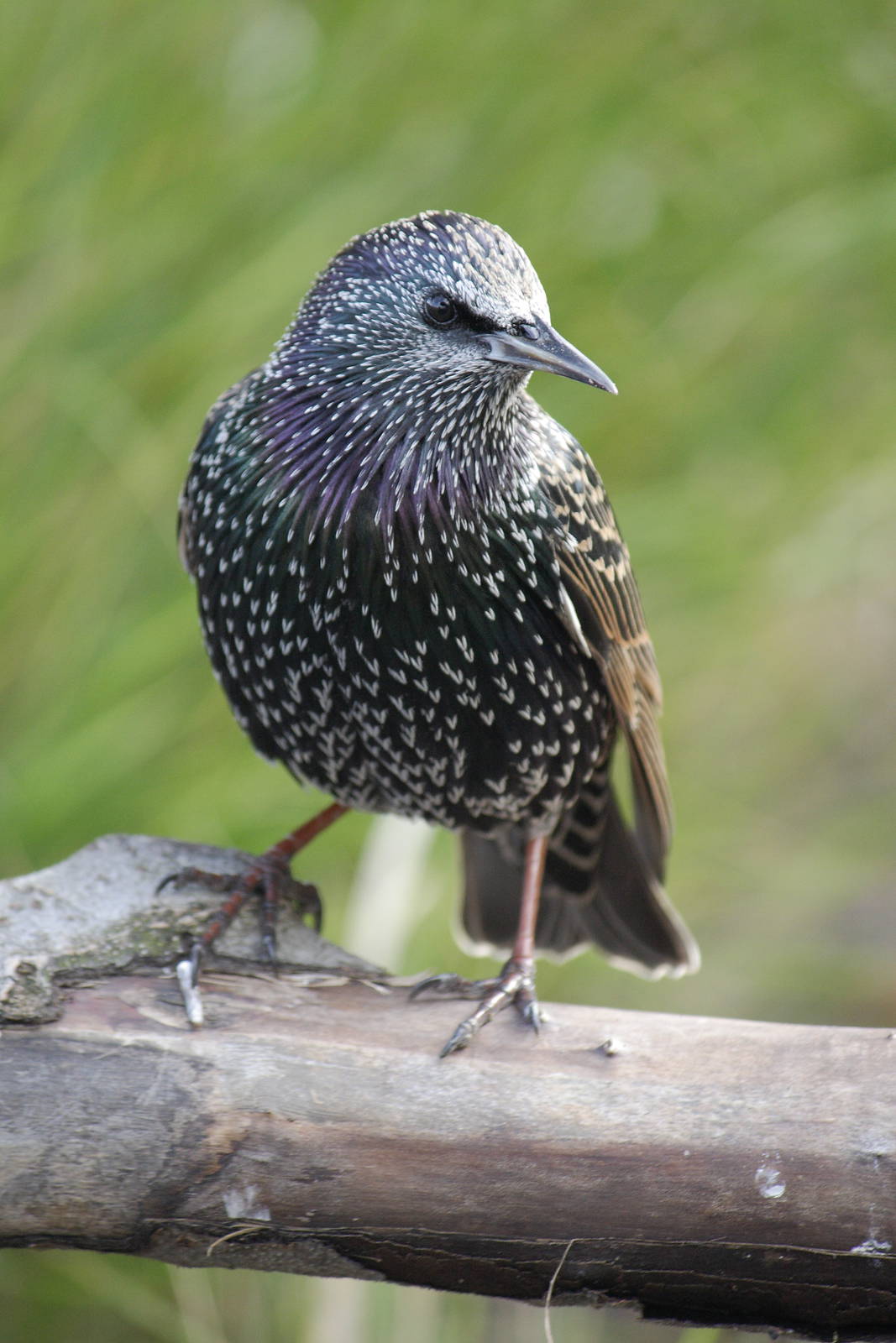 Wild starling