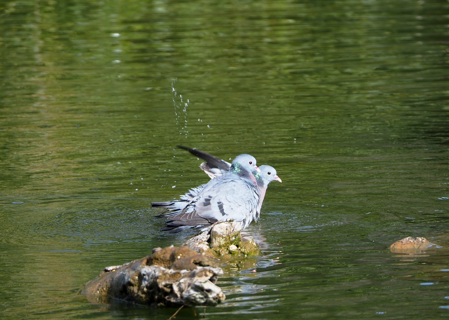 Wild Stock doves (Columba oenas), 2022-04-12