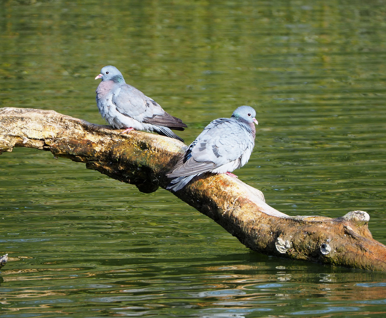 Wild Stock doves (Columba oenas), 2022-04-12