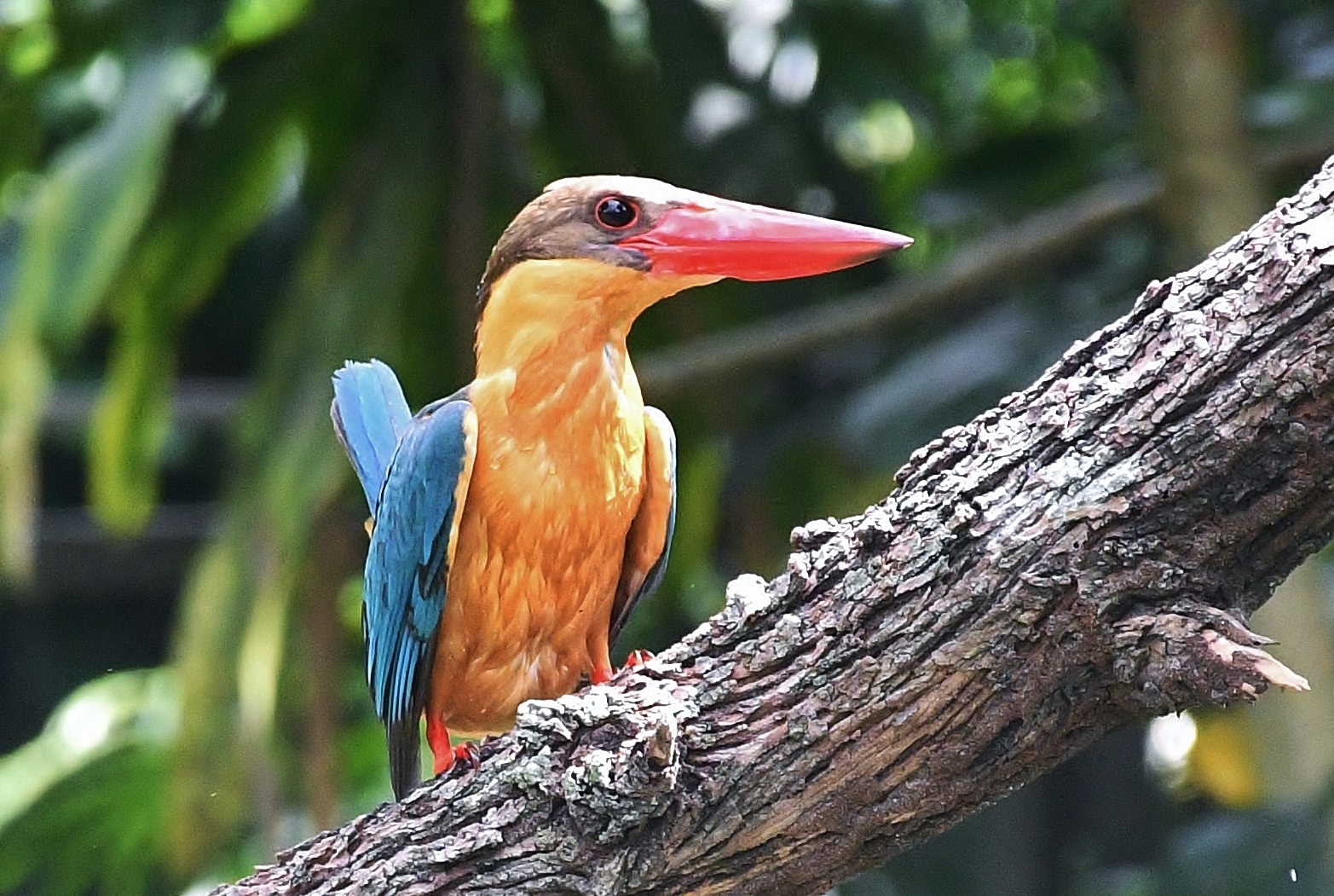 Wild Stork-billed Kingfisher (Pelargopsis capensis)