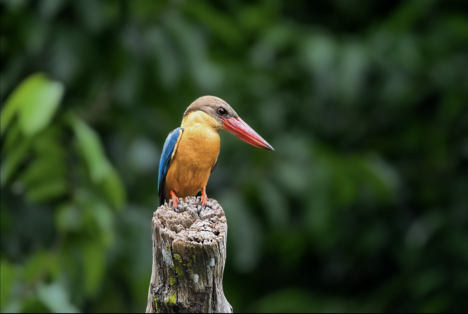 Wild Stork Billed Kingfisher ~ Pelican Pond