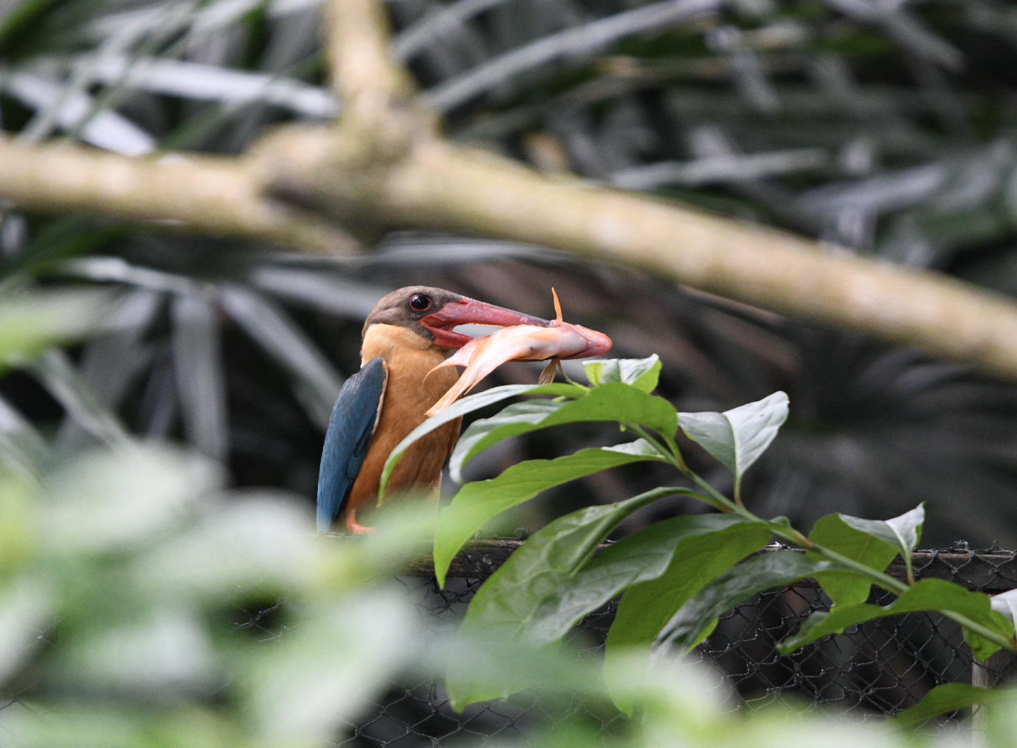 Wild Stork Billed Kingfisher with a catch ~ Pelican Pond