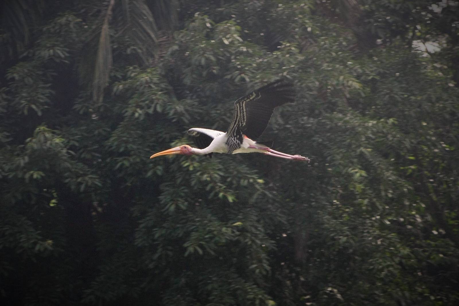 Wild Stork in Flight, Kuala Lumpur