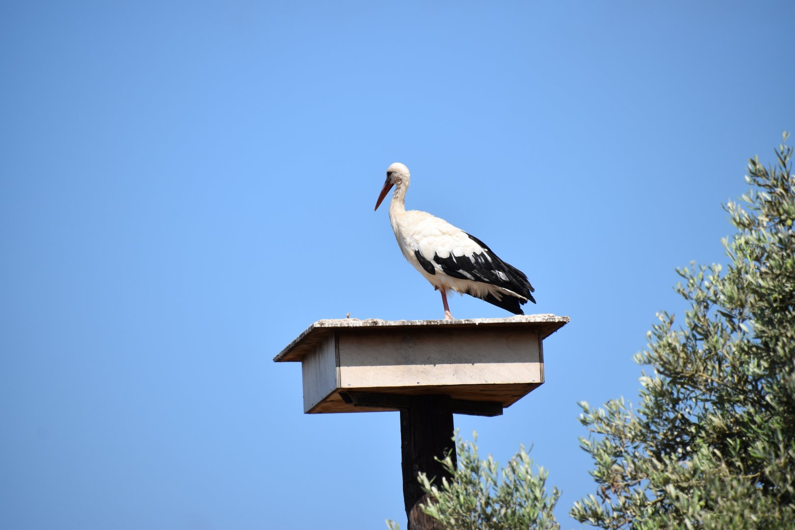 Wild stork on the grounds